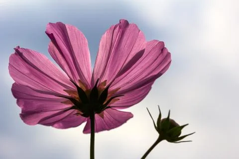 Mexican aster flower Stock Photos