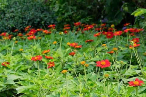 Mexican aster Stock Photos