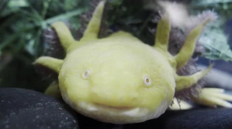 Mexican axolotl Stock Footage 67437571