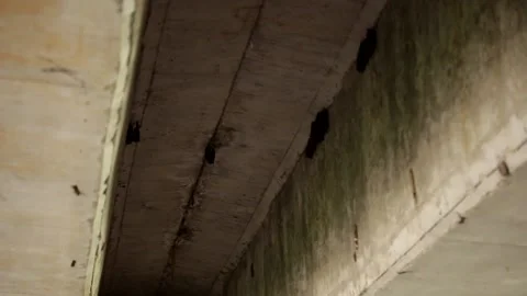 Mexican bats trying to rest under a bridge 動画素材 139128091