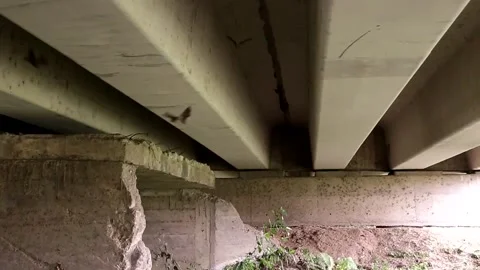 Mexican bats trying to rest under a bridge 스톡 동영상 139128098