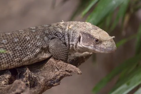 Mexican beaded lizard Stock Photos