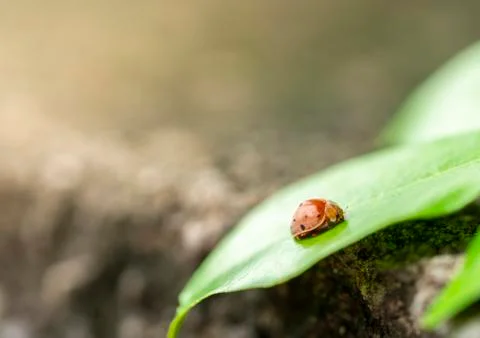 Mexican bean beetle on leaf 스톡 사진