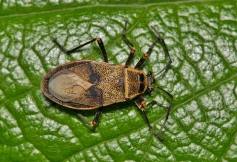Mexican bordered plant bug Largus maculatus insect on leaf. Foto stock