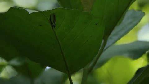 Mexican butterfly flapping under a large leaf Stock-Footage 98378242