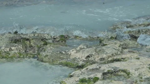 MEXICAN CORAL Stock Footage 78623808