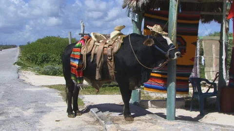 Mexican Cow Видео 1067345