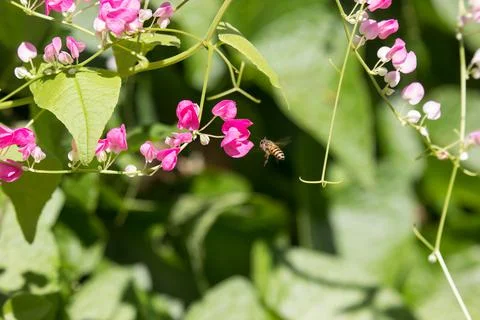 Mexican creeper flower, Small Pink mix white flower Stock Photos