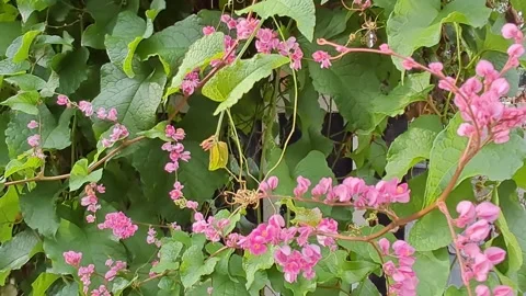 Mexican Creeper Vine Overgrowing Wall Stock Footage 331422503