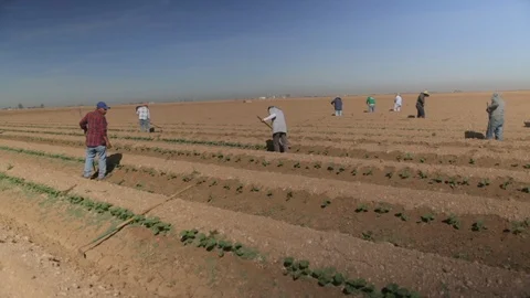 Mexican Crew Weeding Field Stock Footage 95255585