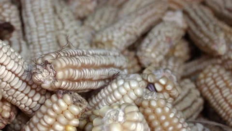 MEXICAN CRIOLE MAIZE CORN ENDEMIC IN RANCH Vidéo 166765742