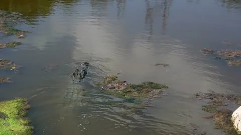 Mexican crocodile 2 Stock-Footage 10894923