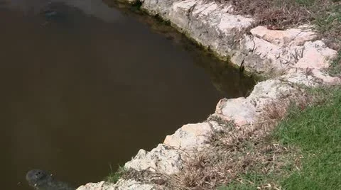 Mexican crocodile Stock-Footage 10894924