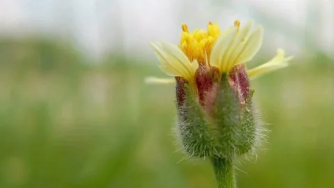 Mexican Daisy or Coat Button Flowers. Stock Footage 134011850