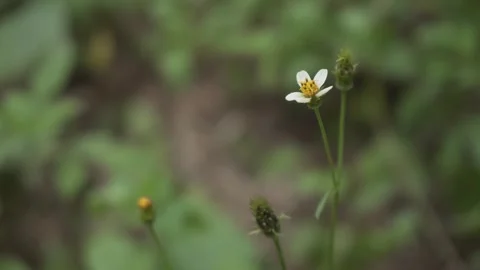 The Mexican Daisy or Wild Digit is in bloom. Stock Footage 253219259