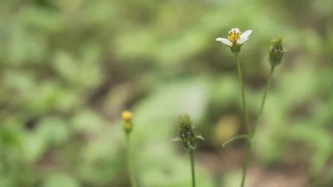 The Mexican Daisy or Wild Digit is in bloom. Stock Footage 253219268