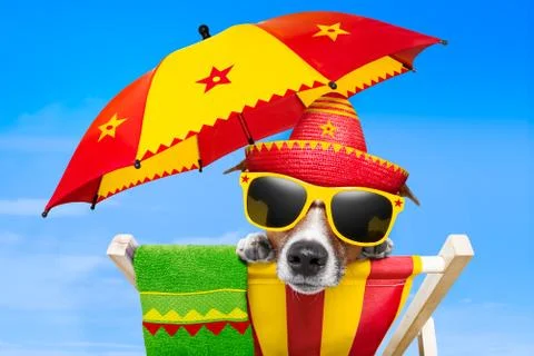 Mexican dog Stock Photos