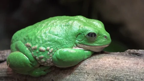 Mexican Dumpy Frog Stock Footage 77011263