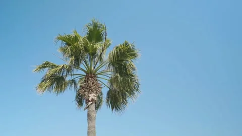 Mexican Fan Palm tree or Washingtonia Robusta Stock Footage 335125963