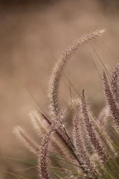 Mexican Feather Grass Stock Photos