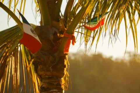 Mexican flag on a palm tree Stock Photos