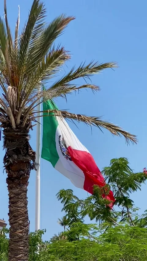 Mexican Flag Waving Behind Palm Tree Video stock 329067737