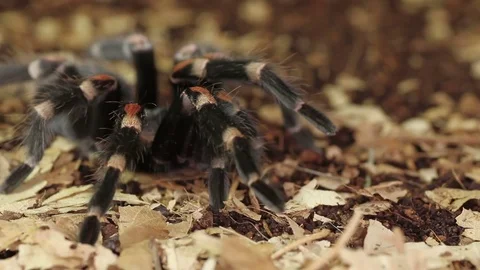 Mexican flame knee tarantula (Brachypelma auratum) Stock Footage