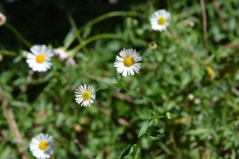 Mexican fleabane Stock Photos