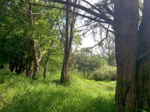 Mexican Forest Foto stock