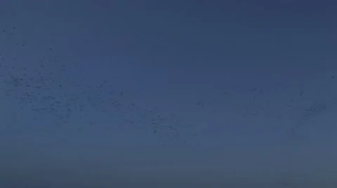Mexican free tail bats 4 Stock Footage 20603559