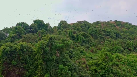 Mexican Free-tailed bats emerging from a cave in central Texas. Video stock 159232147