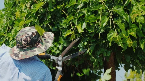 A Mexican gardener quickly and skillfully cuts tree branches. Professional Stock Footage 204093722