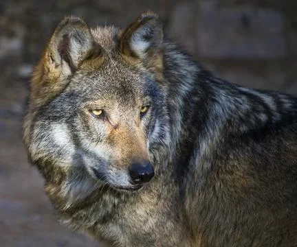 Mexican gray wolf (Canis lupus baileyi) Stock Photos