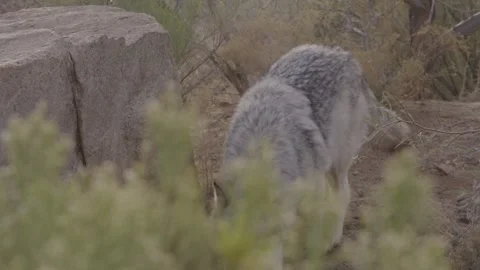 Mexican gray wolf walking through dry desert landscape in search of food. Stock Footage 337639784