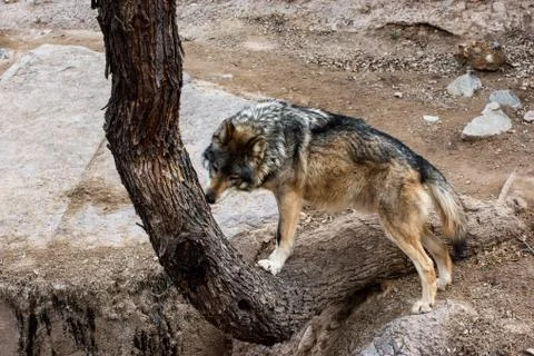 Mexican Grey Wolf checking out Scent Markings on a Tree Stock Photos