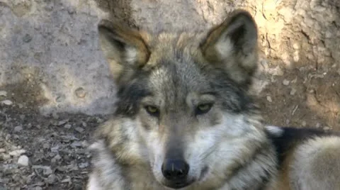 a dogs ears compared to a wolfs ears