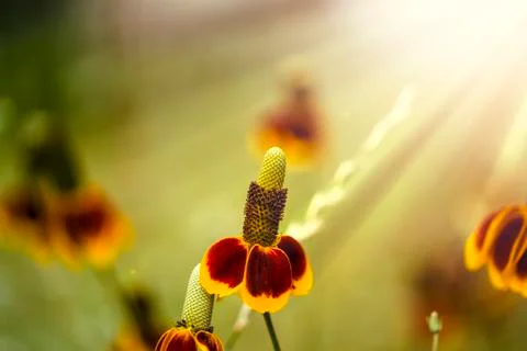 Mexican Hat Flowers Stock Photos