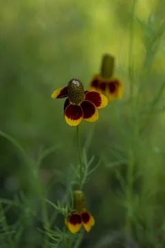 Mexican Hat Flowers Foto stock