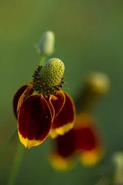 Mexican Hat Flowers Foto stock