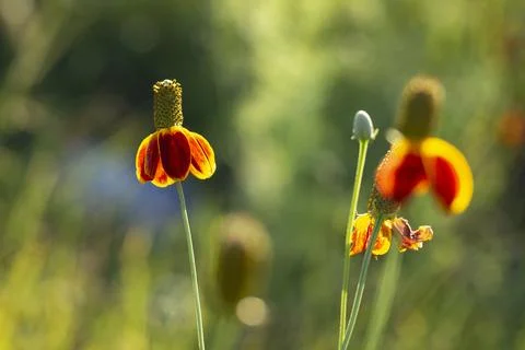 Mexican Hat Flowers Stock Photos