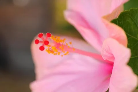 Mexican Hibiscus Foto stock
