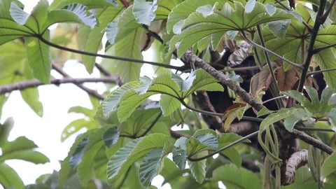 Mexican howler monkey hanging in the trees 스톡 동영상 111451887