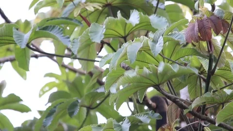 Mexican howler monkey hanging in the trees 스톡 동영상 111451889