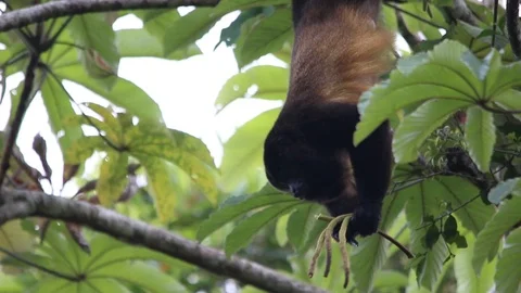 Mexican howler monkey hanging in the trees 스톡 동영상 111451890