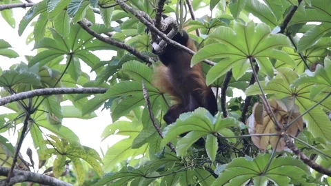 Mexican howler monkey hanging in the trees 스톡 동영상 111451891