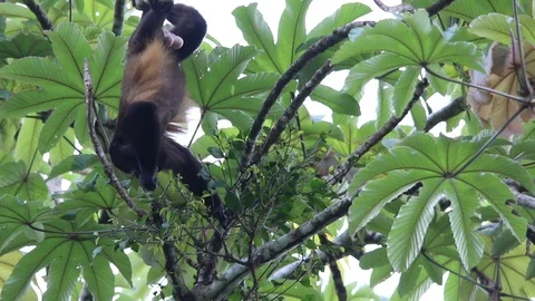 Mexican howler monkey hanging in the trees 스톡 동영상 111451901