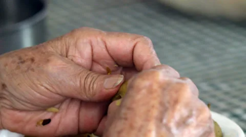 Mexican howthorns Stock-Footage 32706192