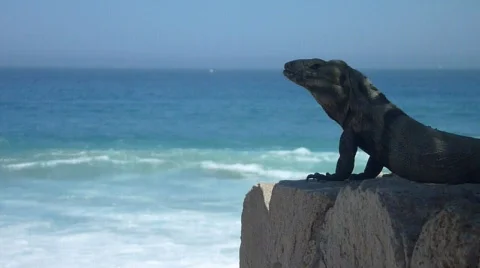 Mexican Iguana Video stock 736015
