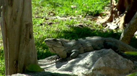 Mexican Iguana Lizard sitting in the shade  Stock Footage 40668998