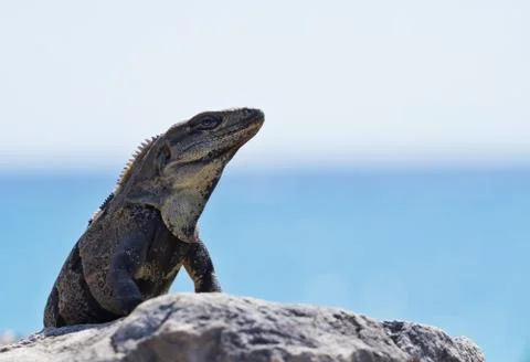 Mexican iguana Stock Photos